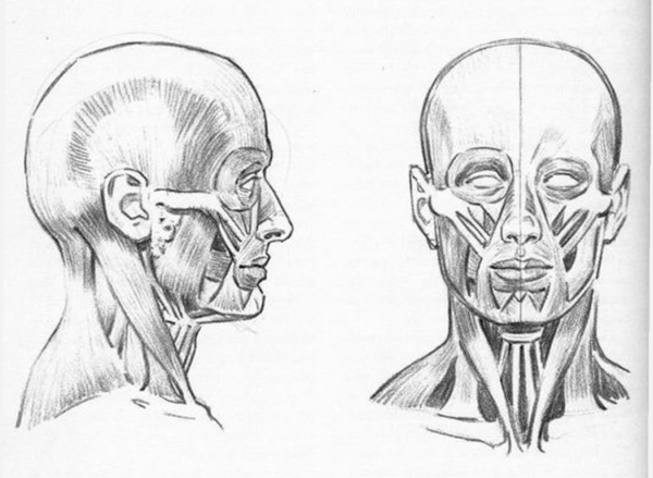 Мышцы лица Баммес