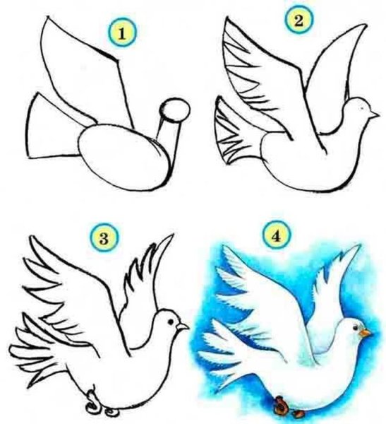 Как нарисовать голубя поэтапно