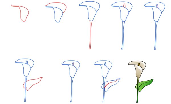 Рисуем каллы поэтапно