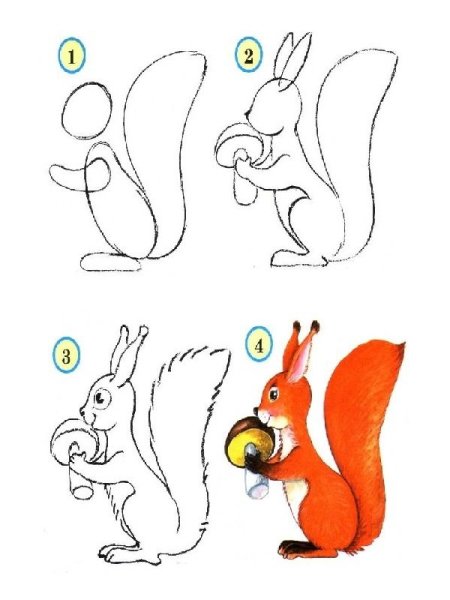 Поэтапное рисование белочки