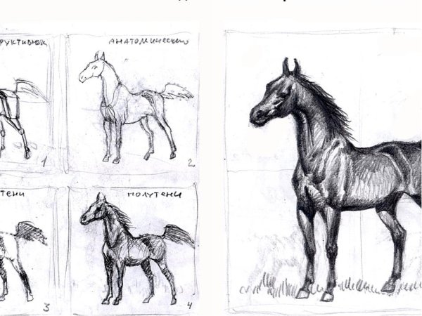 Как рисовать хаски карандашом поэтапно