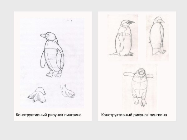 Поэтапное рисование моржа