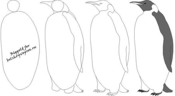 Пингвин пошаговое рисование
