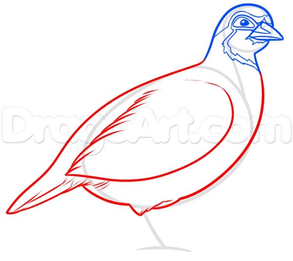 Поэтапное рисование серой куропатки