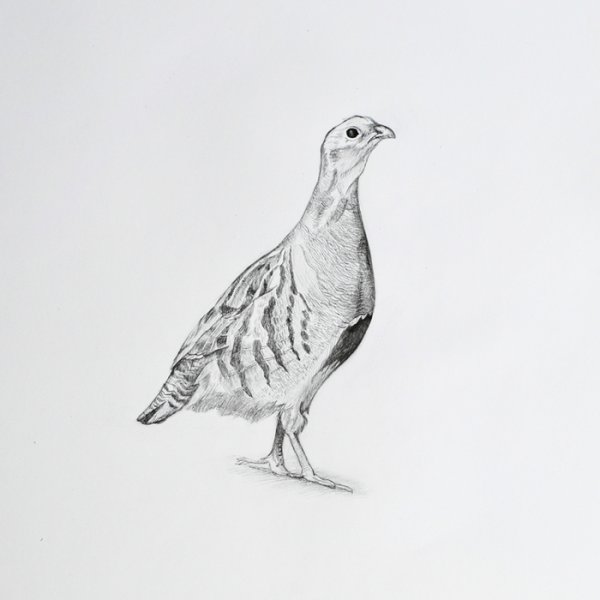 Серая куропатка рисунок