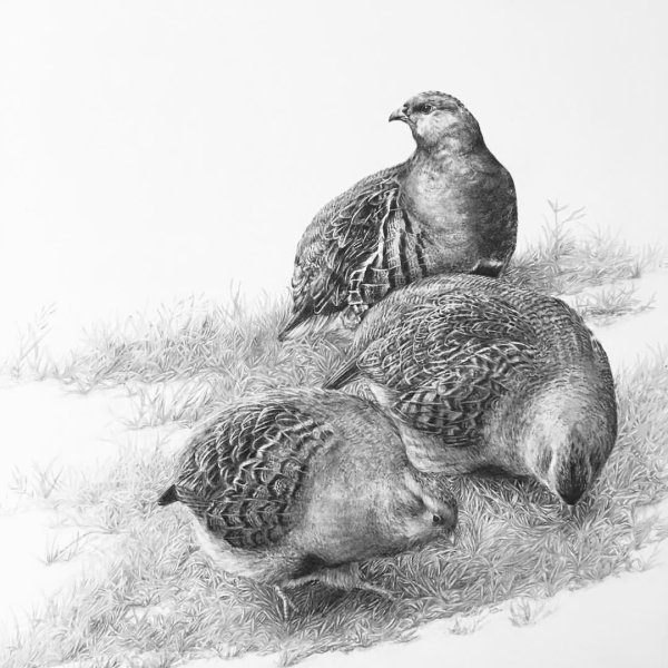 Куропатка рисунок