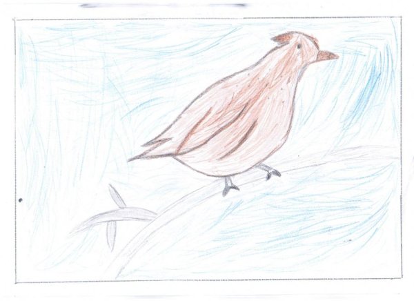 Пошаговое рисование куропатки