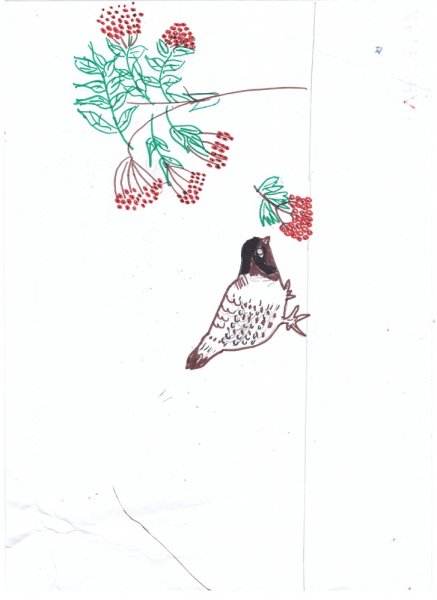 Нарисовать птица куропатка на день