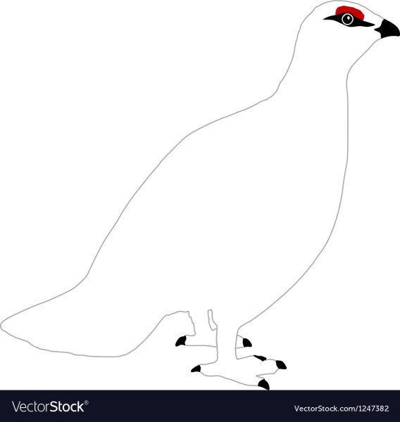 Белая куропатка вектор