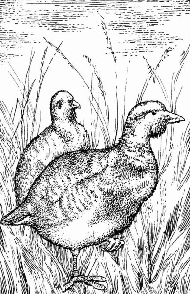 Серая куропатка раскраска