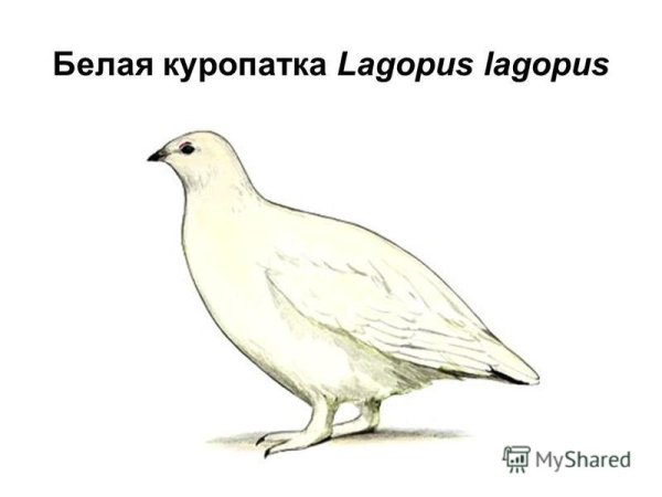 Белая куропатка рисунок