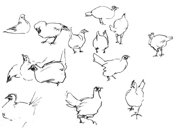 Наброски и зарисовки животных и птиц