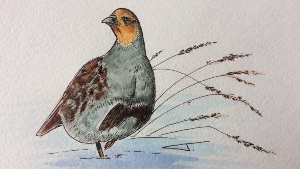 Серая куропатка карандашами