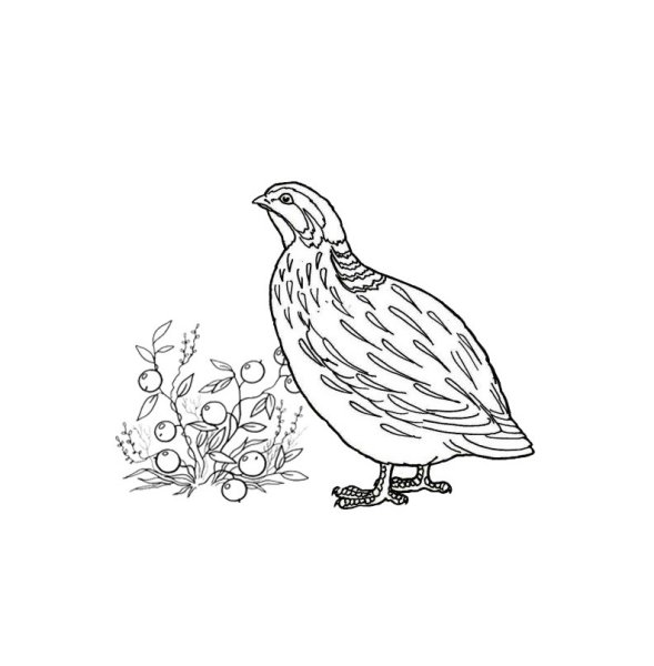 Чарушин Перепелка