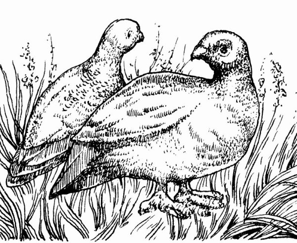 Серая куропатка карандашами