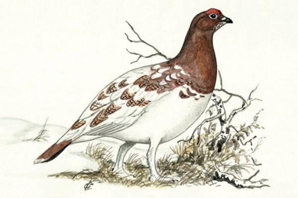 Тундровая куропатка на белом фоне