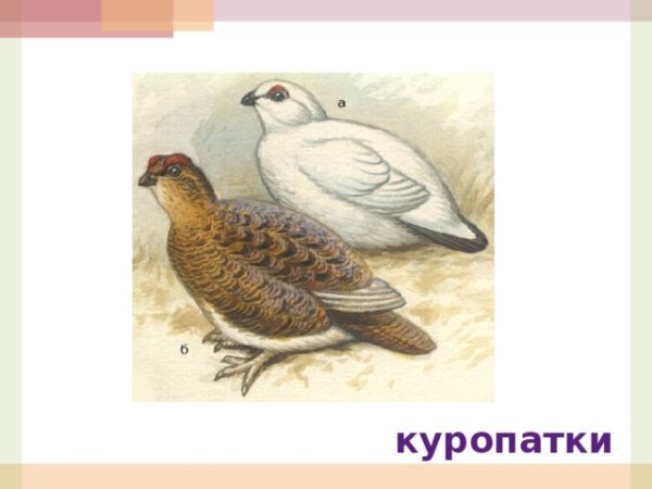 Поэтапное рисование птиц для детей