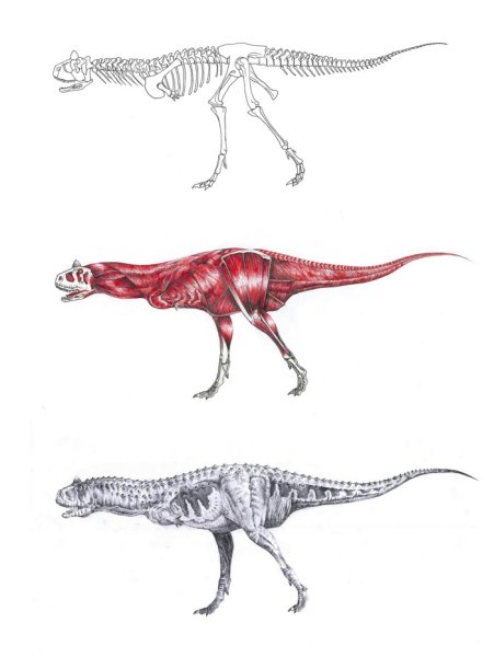 Карнозавр и Карнотавр