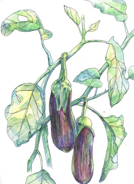 Баклажан зарисовка