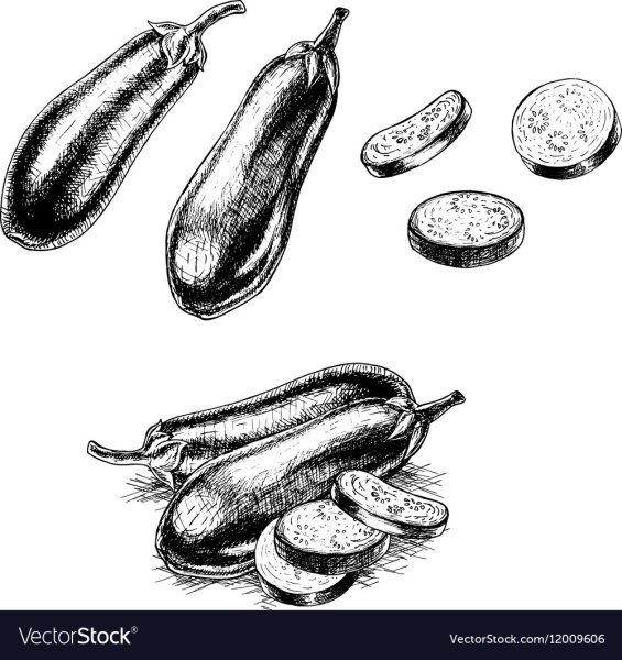 Баклажан эскиз