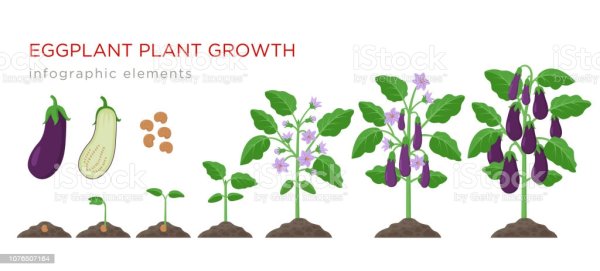 Стадии развития баклажана