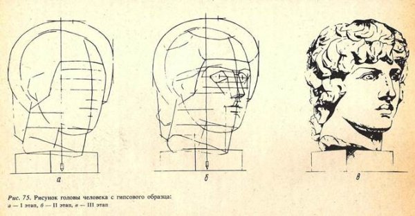 Пропорции гипсовой головы человека