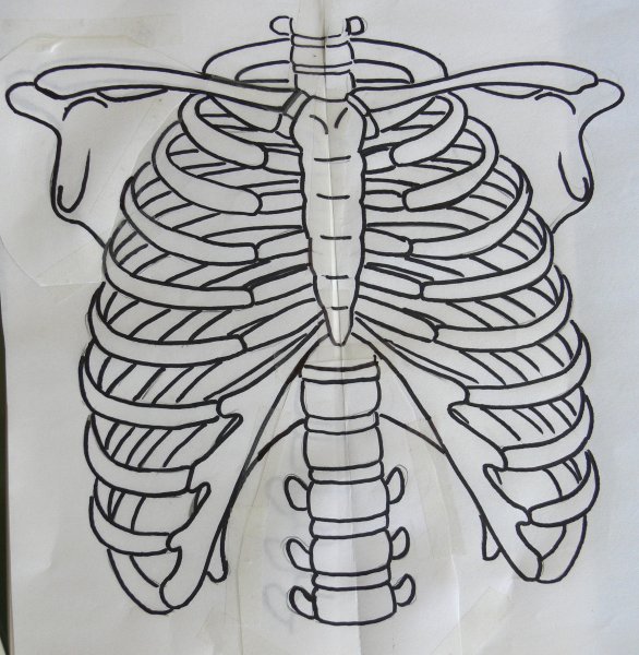 Грудная клетка человека анатомия 3l