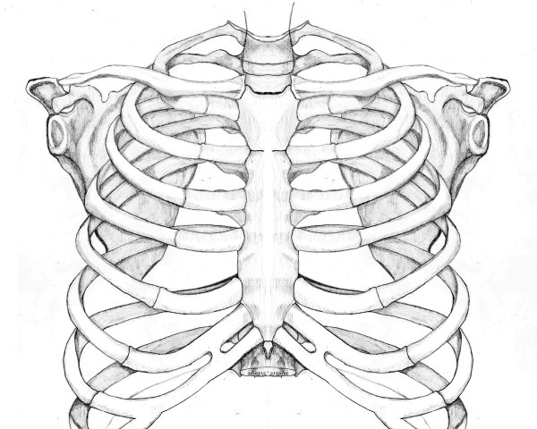 Кости грудной клетки- Грудина