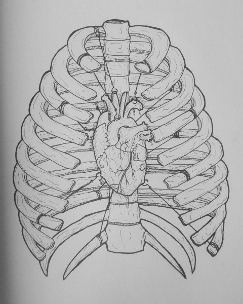 Наброски ребер