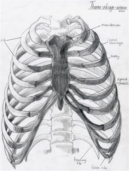 Грудина, грудная клетка анатомия для художников