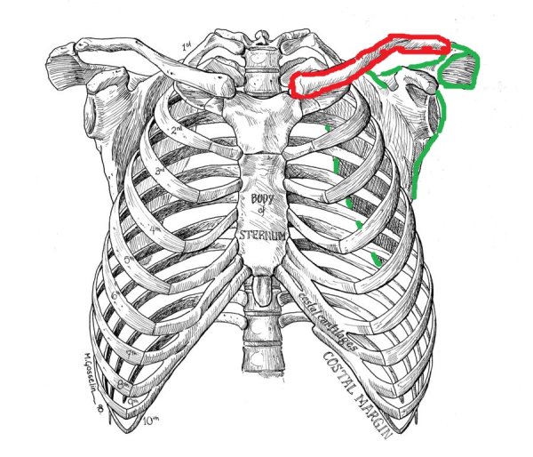 Скелет грудной клетки анатомия