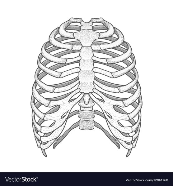 Грудная клетка карандашом