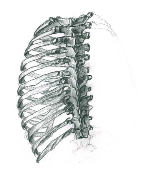 Ребра карандашом