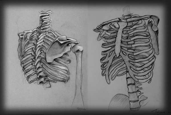 Референсы ребер