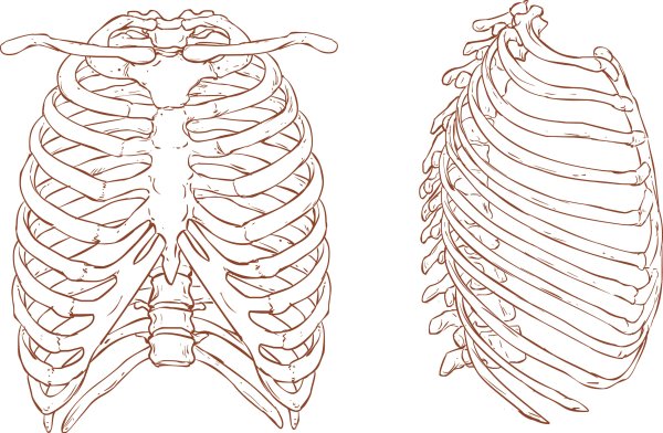 Анатомический атлас грудной клетки