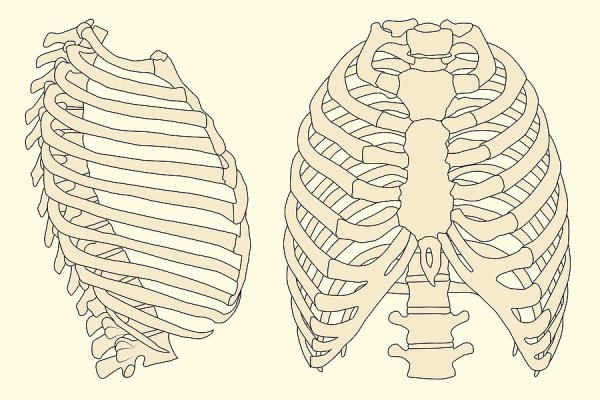 Грудная клетка вид сбоку