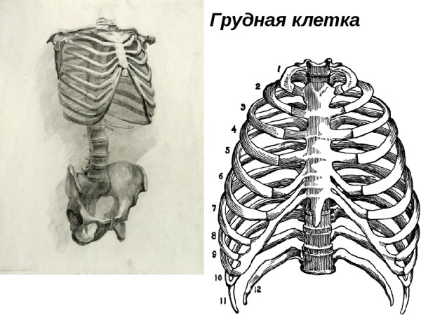 Кости грудной клетки человека анатомия