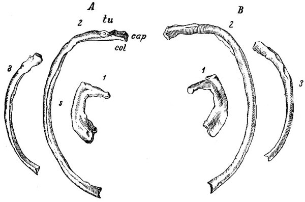 12 Ребро строение