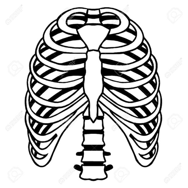 Рисунок ребер по отдельности