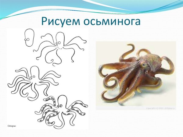 Поэтапное рисование осьминога для детей
