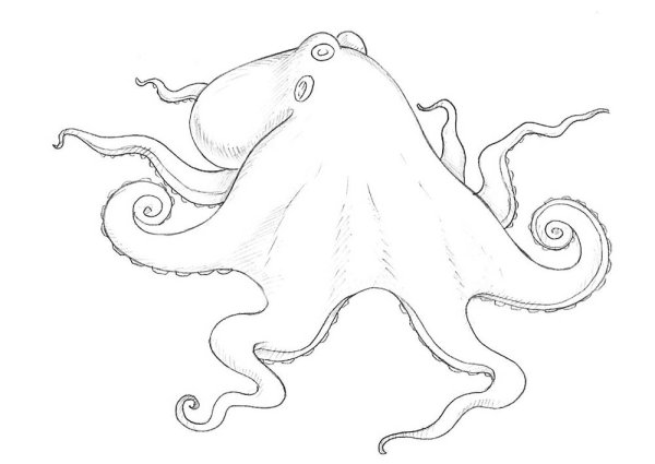 Поэтапное рисование морские обитатели