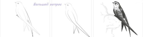 Поэтапное рисование стрижа