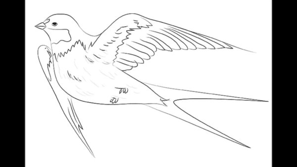 Ласточка раскраска для детей