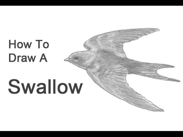 Стриж карандашом