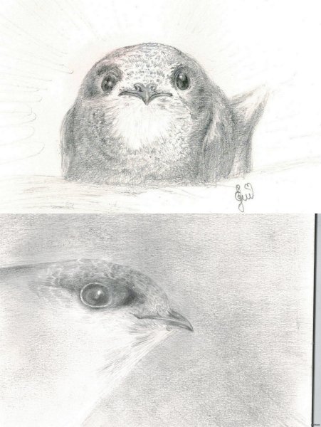 Стриж рисунок карандашом