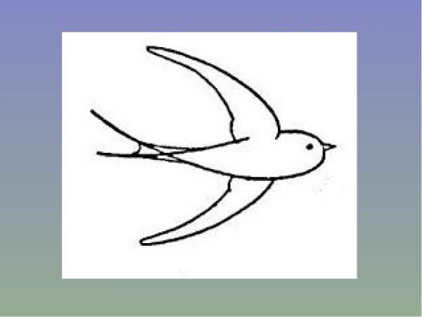 Этапы рисования ласточки