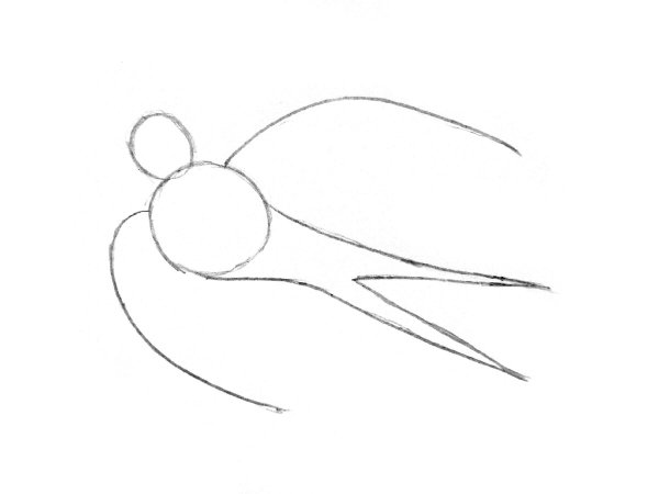 Поэтапное рисование ласточки