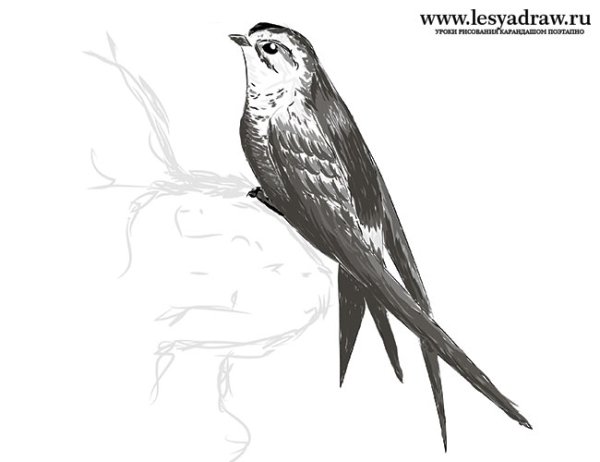 Стриж рисунок