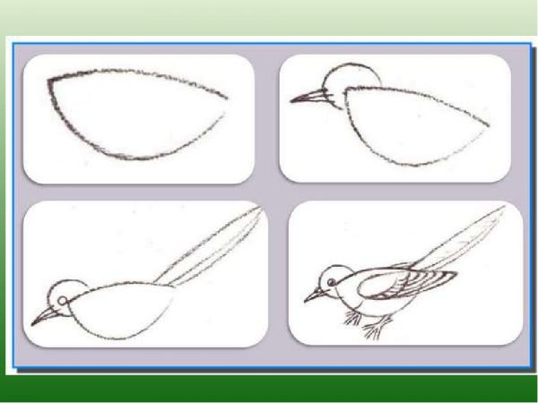 Сорока поэтапное рисование для детей