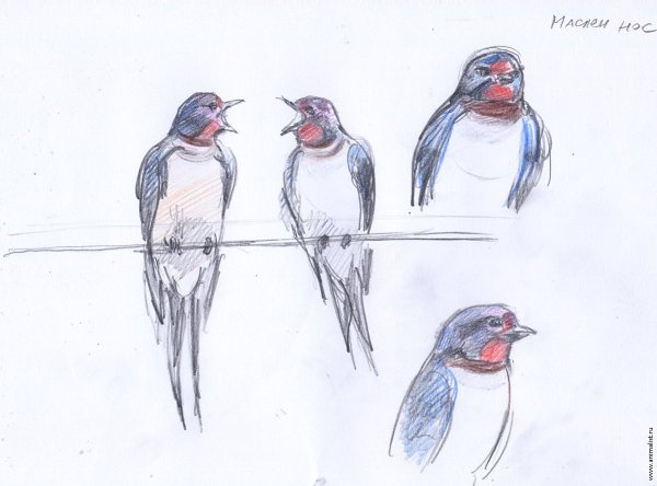 Ласточка цветными карандашами